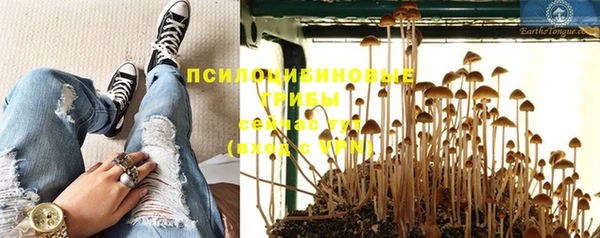 ПСИЛОЦИБИНОВЫЕ ГРИБЫ Горно-Алтайск
